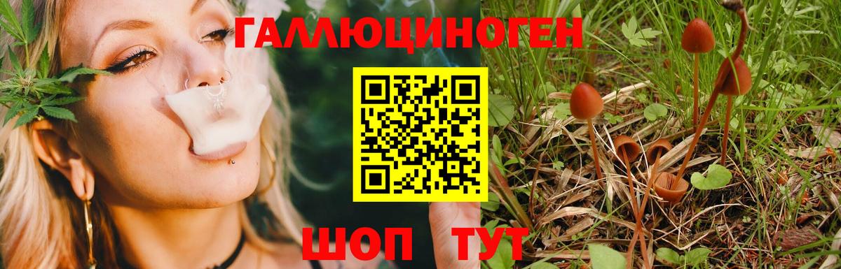 Псилоцибиновые грибы Cubensis Находка